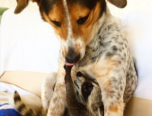 免费cc攻击测试